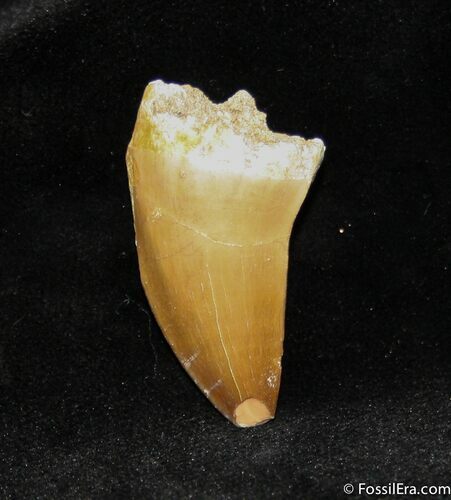 Inch Mosasaurus Tooth #1105